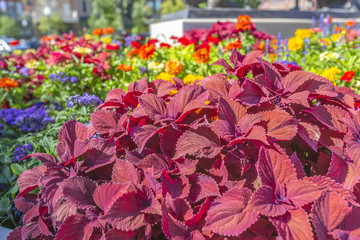 Purple leaves of plant in flower bed