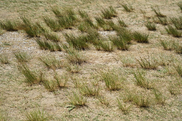 grass on the dry land as nature background