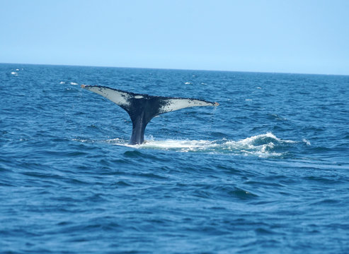 tail of humpback whale in the ocean during whale watch trip