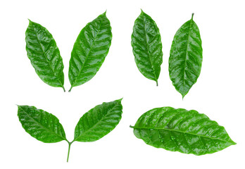 coffee leaf with drop of water isolated on white background