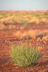 Green desert cactus in dry arid isolation in Australian outback