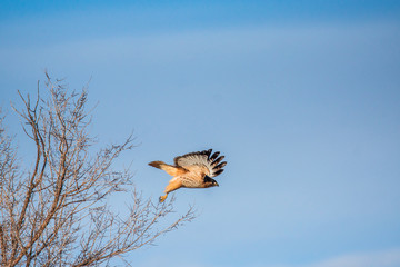 Hawk taking off