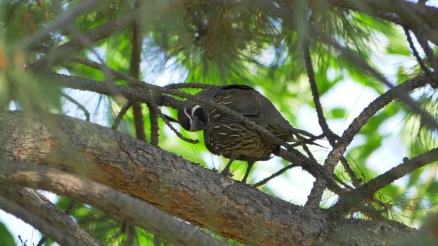 A male quail in pine tree.