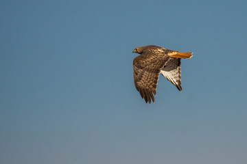 Hawk in flight