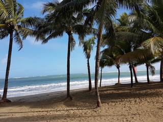 Obraz premium Plage et palmiers