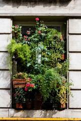 Fototapeta na wymiar Flowers in the window in Paris, France. 