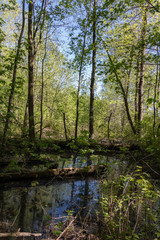 Standing water in a forest on the Nun`s Island in the city of Monteal, Quebec, Canada. 