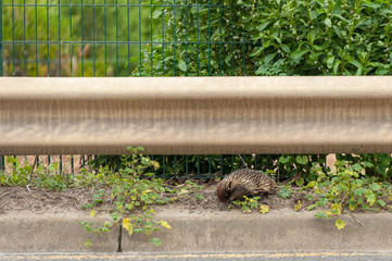 An echidna at the side of a rural road, under a road safety barrier with trees and fence in the...