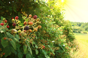 hecke brombeeren