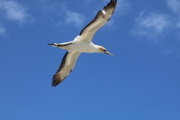 ムリワイビーチとカツオドリ