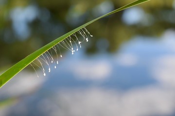 Close up of grasses near pond