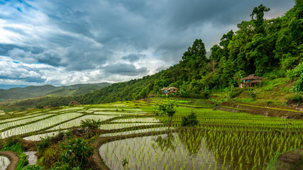 Rice Field Mountain View
