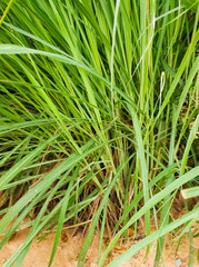Fototapeta na wymiar Lemongrass or Lapine or West Indian were planted on the ground. It is a shrub, its leaves are long and slender green