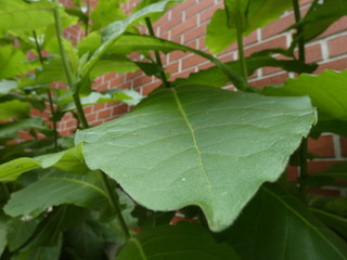 Large Leaf Along Brick Wall of a house