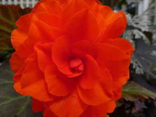 Close Up of an Orange Rose with the Green Leafs in the Background