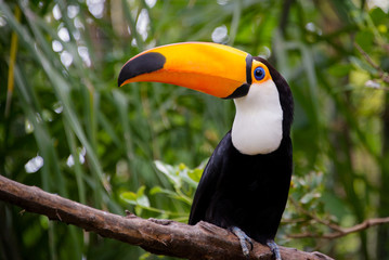 Toco Toucan Bird with Vibrant Colorful Bill