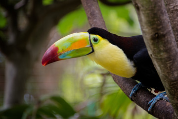 Toucan Bird