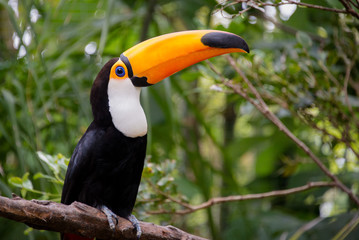 Toco Toucan Bird with Vibrant Colorful Bill