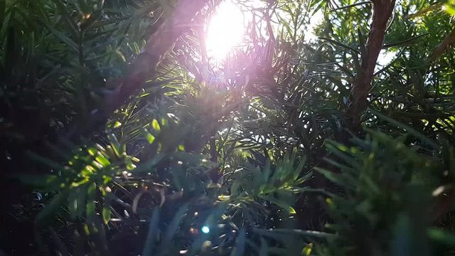 The sun is shining trough the pine needles. Its makro, and everything is really close.