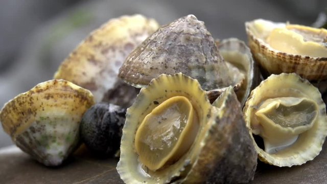 Extreme Close-up of limpets and periwinkles served on a stone platter.