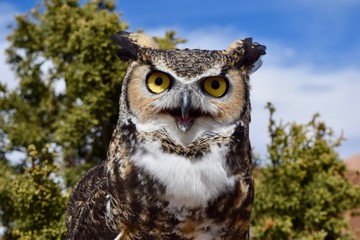 Great Horned Owl