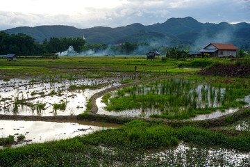 Fototapeta na wymiar Rice paddy fields in Luang Namtha Laos, with mountains, smoke, and house in background