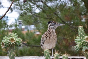 Greater Roadrunner and cactus