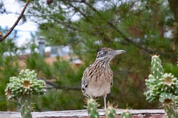 Greater Roadrunner and cactus