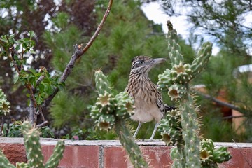Greater Roadrunner and cactus