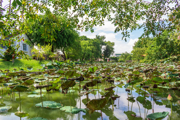 Lotus leaves in a pond