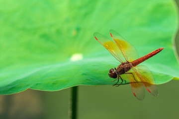 Dragonfly on the lotus leaf. macro close up lense.