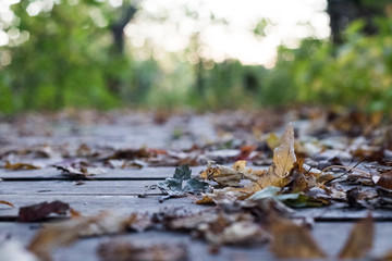 Fall leaves on a wooden path in a Park