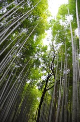 Bamboo Forests in Arashiyama, Kyoto, Japan