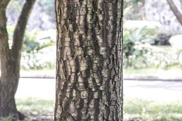 Bark  Background texture.