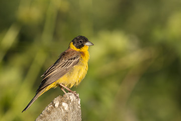 Black-headed Bunting sitting