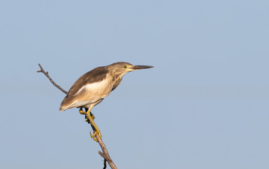 Squacco Heron (Ardeolla ralloides)