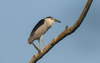 Night Heron