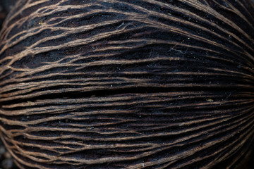 macro close up areca nut texture.