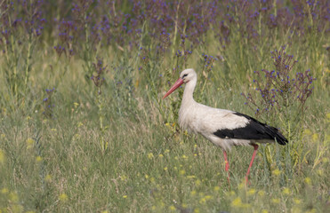 White Stork in a meadow