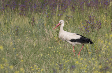 White Stork in a meadow
