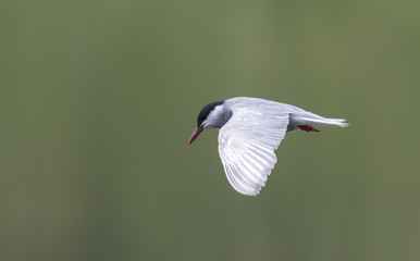 whiskered tern in flight