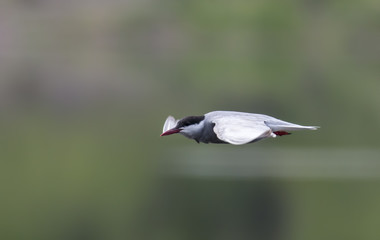 whiskered tern in flight