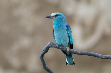 European roller (Coracias garrulus) sitting on a branch