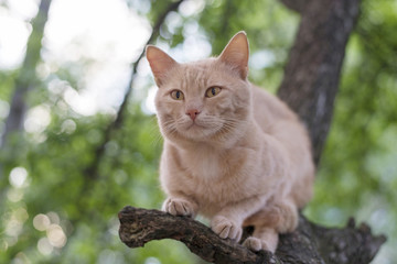 Red cat sitting on a tree in spring day