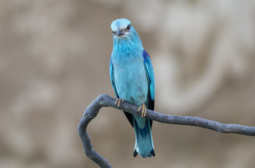 European roller (Coracias garrulus) sitting on a branch