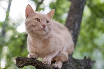 Red cat sitting on a tree in spring day