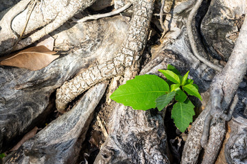 green leaf  in the banyan detail of root.