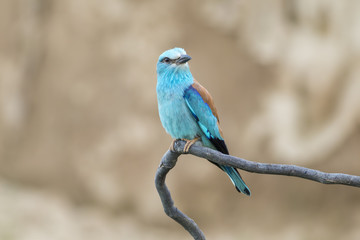 European roller (Coracias garrulus) sitting on a branch