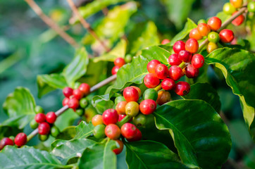 Close up fresh organic red raw and ripe coffee cherry beans on tree plantation