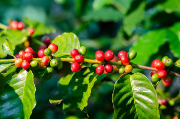 Obraz premium Close up fresh organic red raw and ripe coffee cherry beans on tree plantation